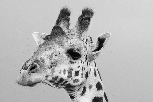 Pitamitz, Sergio 아티스트의 Portrait of a giraffe-Giraffa camelopardalis-Tsavo-Kenya작품입니다.